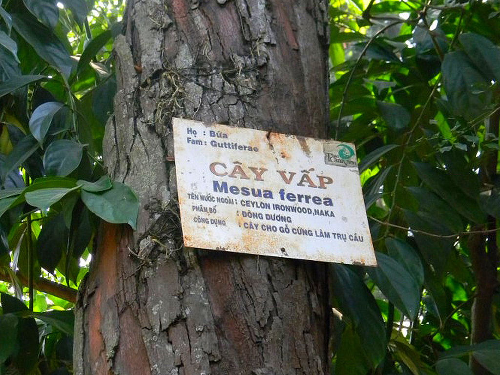 Long Hoa là cây gì?